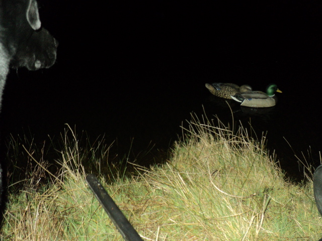 Name:  picture 01 1285.jpg
Views: 238
Size:  164.1 KB