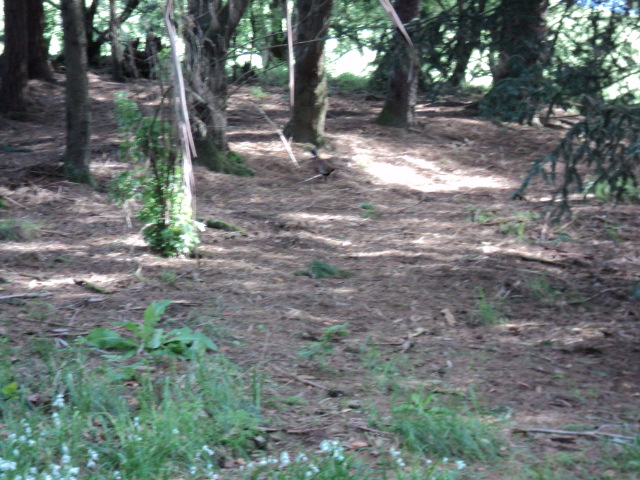 Name:  picture 2264.jpg
Views: 231
Size:  164.6 KB