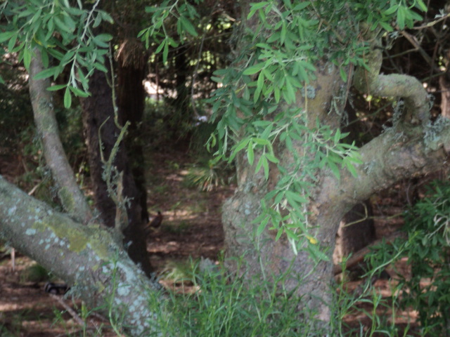 Name:  picture 2259.jpg
Views: 231
Size:  164.4 KB