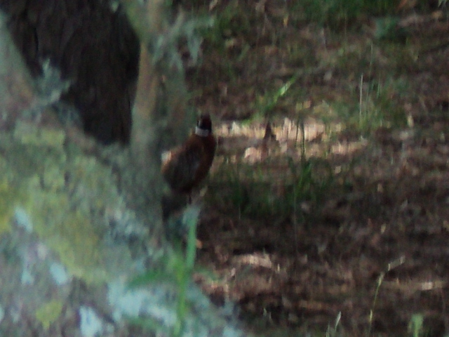 Name:  picture 2260.jpg
Views: 229
Size:  164.8 KB