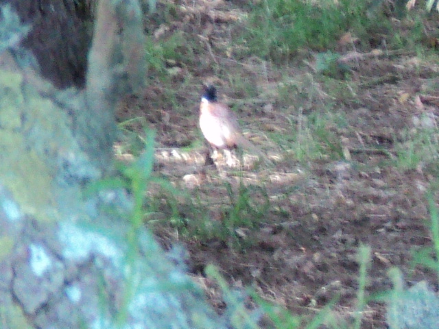 Name:  picture 2261.jpg
Views: 227
Size:  164.2 KB