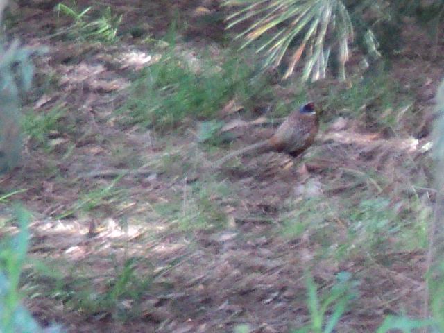 Name:  picture 2262.jpg
Views: 224
Size:  163.6 KB