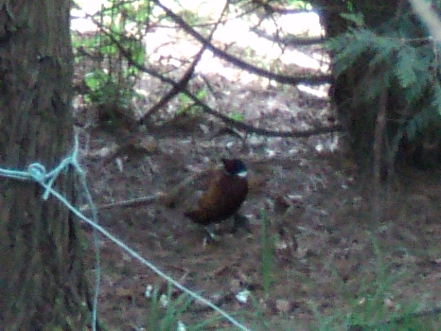 Name:  picture 2263.jpg
Views: 235
Size:  164.5 KB