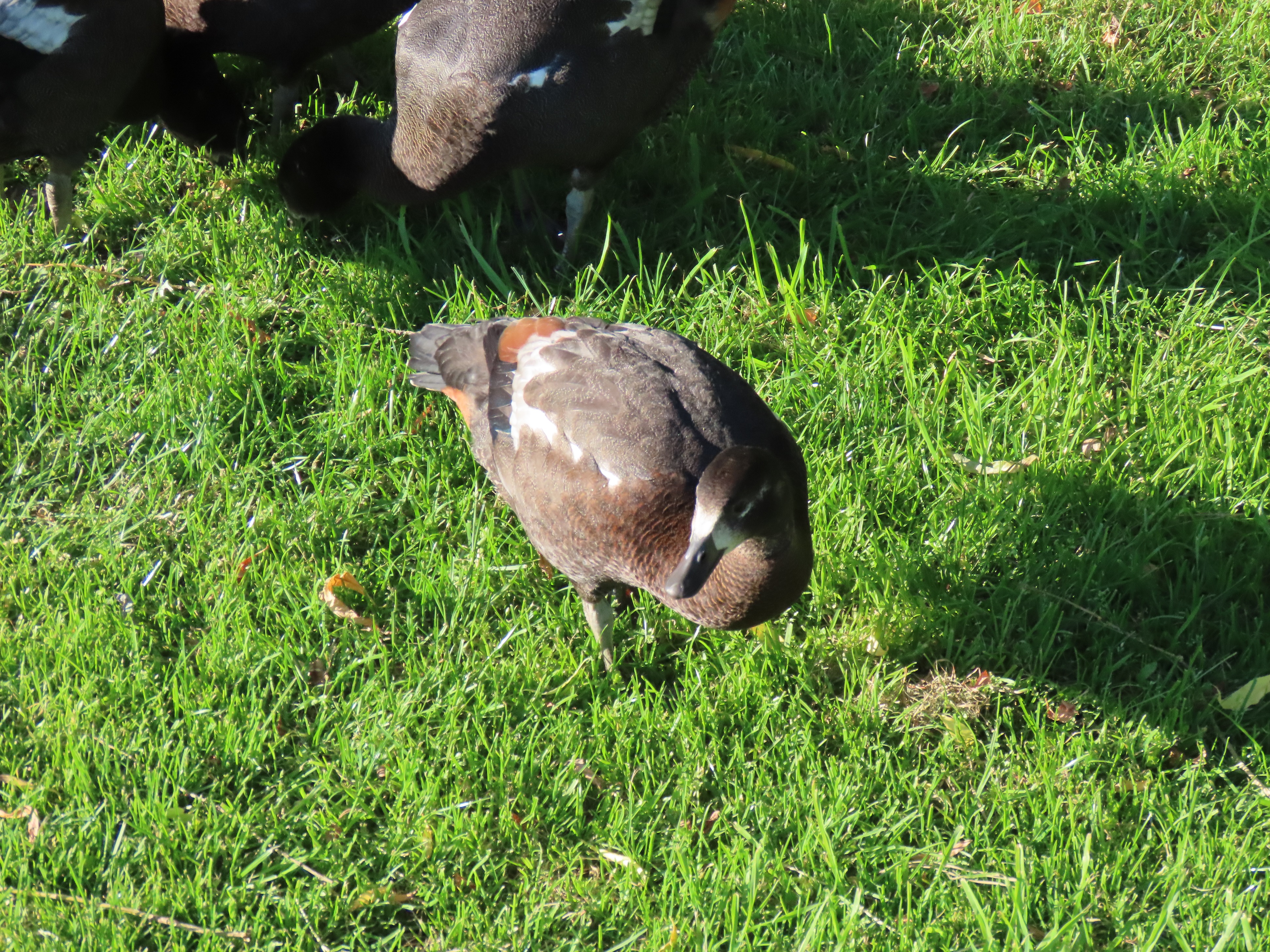 Name:  IMG_0785_2.jpg
Views: 310
Size:  4.86 MB
