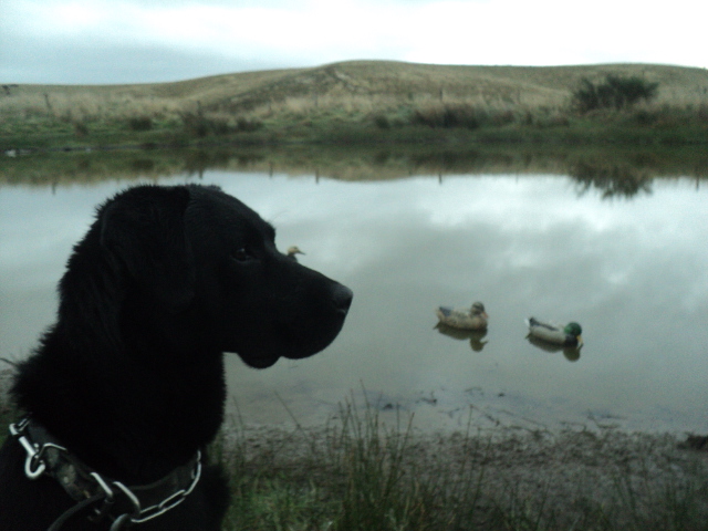 Name:  picture 01 3173.jpg
Views: 556
Size:  164.4 KB