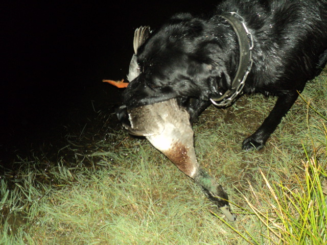 Name:  picture 01 3188.jpg
Views: 638
Size:  164.3 KB