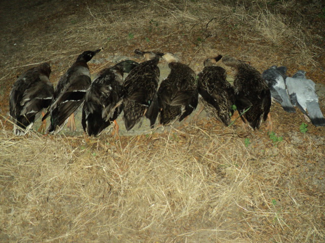 Name:  picture 01 3197.jpg
Views: 613
Size:  164.7 KB