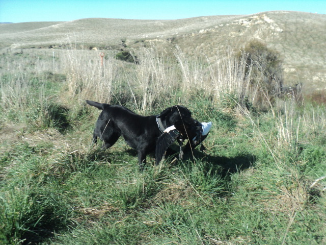 Name:  picture 01 3200.jpg
Views: 457
Size:  165.0 KB