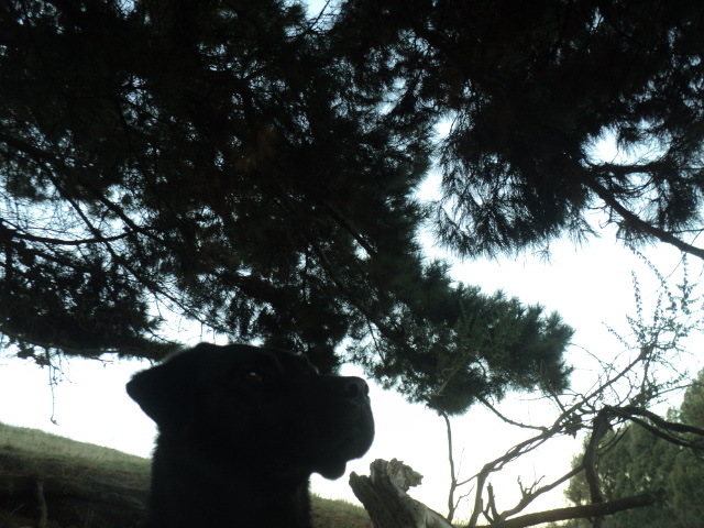 Name:  picture 01 3202.jpg
Views: 726
Size:  163.3 KB