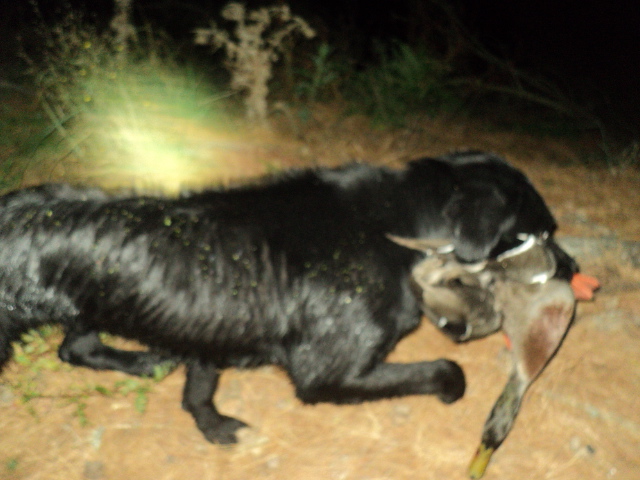 Name:  picture 01 3207.jpg
Views: 407
Size:  160.8 KB