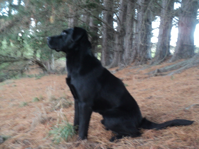 Name:  picture 01 3214.jpg
Views: 282
Size:  164.5 KB