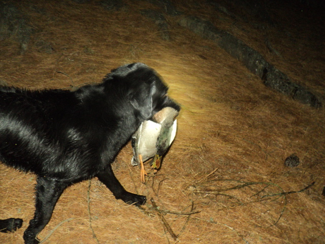 Name:  picture 01 3218.jpg
Views: 283
Size:  164.0 KB