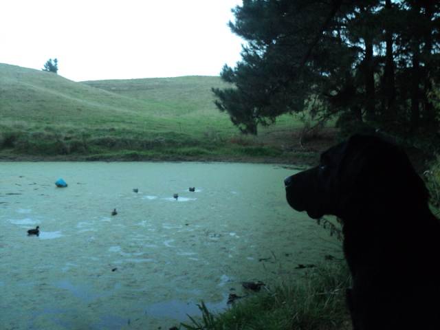 Name:  picture 01 3297.jpg
Views: 192
Size:  162.9 KB