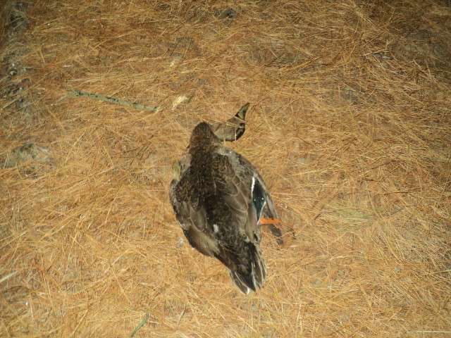 Name:  picture 01 3300.jpg
Views: 197
Size:  164.7 KB