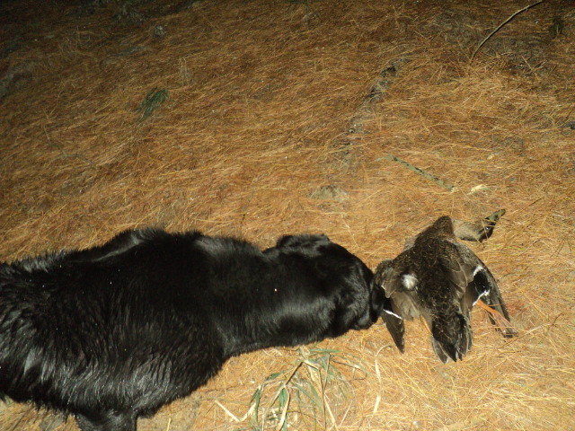 Name:  picture 01 3301.jpg
Views: 197
Size:  165.1 KB