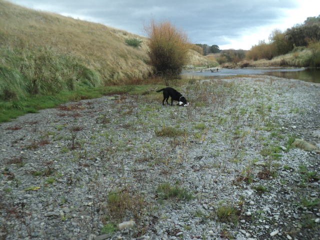 Name:  picture 01 3343.jpg
Views: 346
Size:  163.4 KB