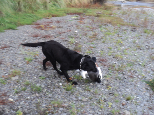 Name:  picture 01 3345.jpg
Views: 356
Size:  165.0 KB