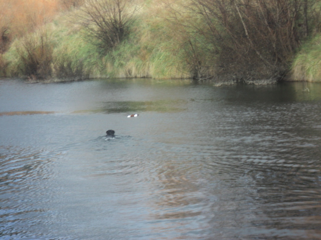 Name:  picture 01 3506.jpg
Views: 452
Size:  161.5 KB