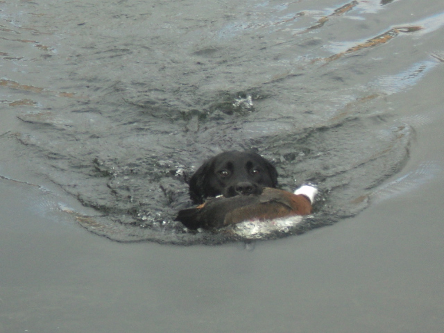 Name:  picture 01 3508.jpg
Views: 434
Size:  162.6 KB