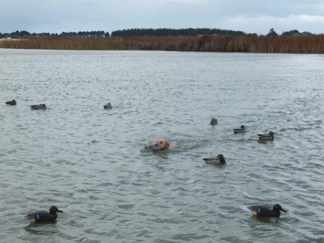 Name:  ellesmere2O12017[1].jpg
Views: 364
Size:  45.2 KB