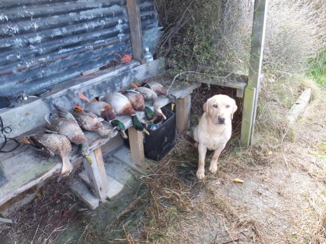 Name:  ellesmere2O12019[1].jpg
Views: 357
Size:  72.4 KB