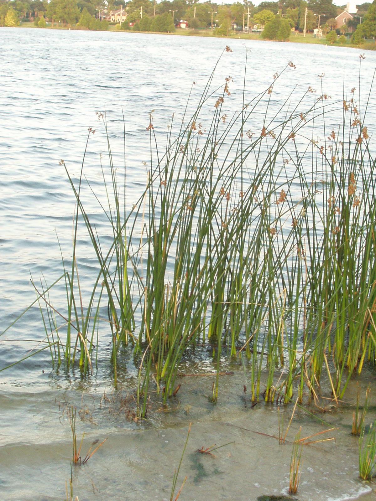 Name:  bulrush.jpg
Views: 797
Size:  378.0 KB