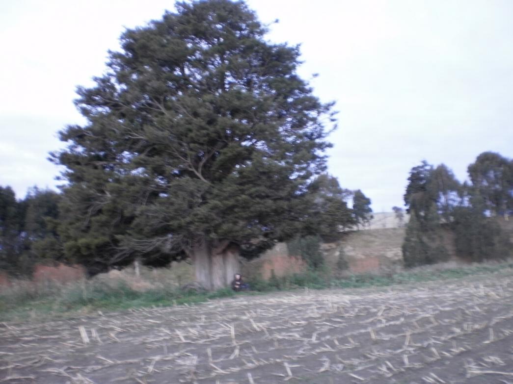 Name:  P5213988.jpg
Views: 881
Size:  87.8 KB