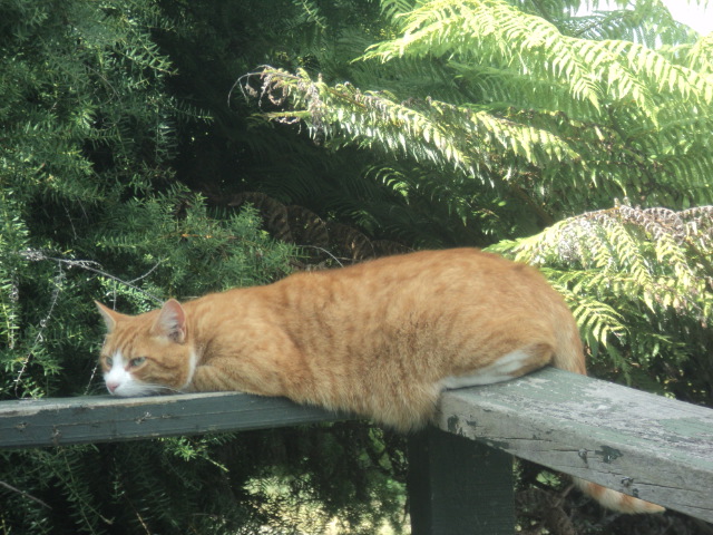 Name:  picture 01 4564.jpg
Views: 247
Size:  162.6 KB