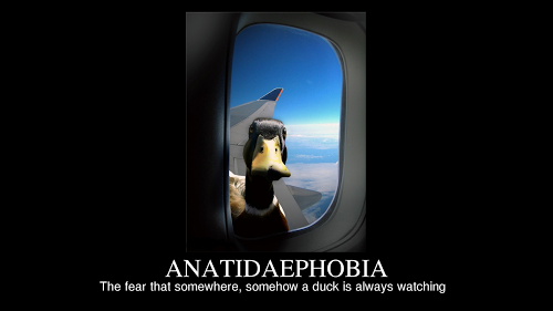 Name:  Anatidaephobia.png
Views: 578
Size:  58.3 KB