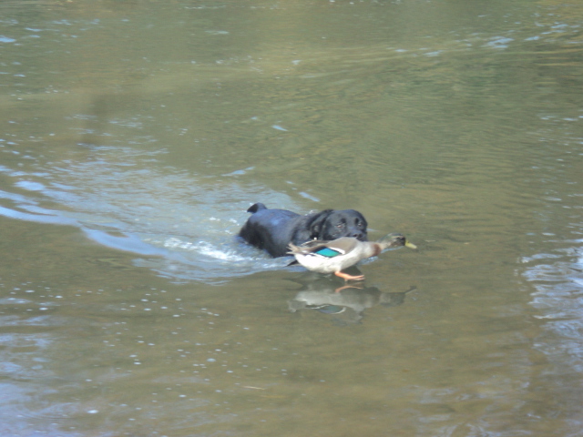 Name:  picture 01 5379.jpg
Views: 533
Size:  158.3 KB