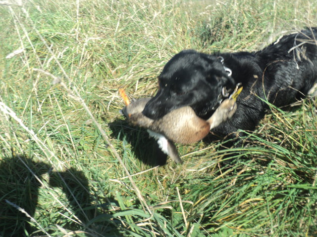 Name:  picture 01 5430.jpg
Views: 274
Size:  164.6 KB