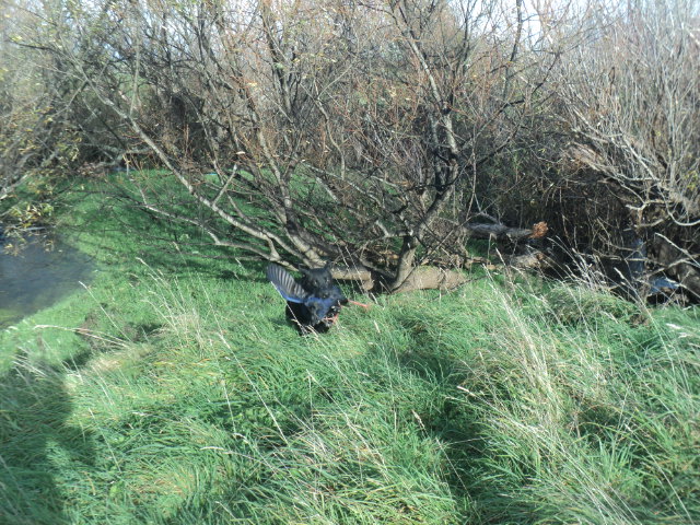 Name:  picture 01 5436.jpg
Views: 263
Size:  165.1 KB