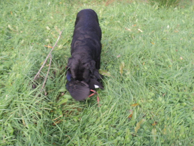 Name:  picture 01 5438.jpg
Views: 273
Size:  163.5 KB