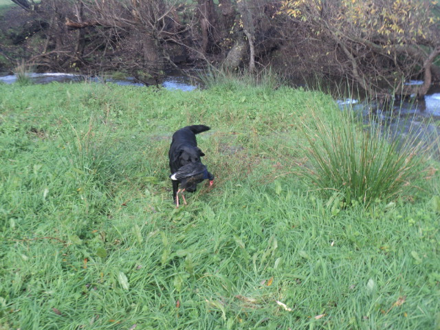 Name:  picture 01 5439.jpg
Views: 274
Size:  164.2 KB