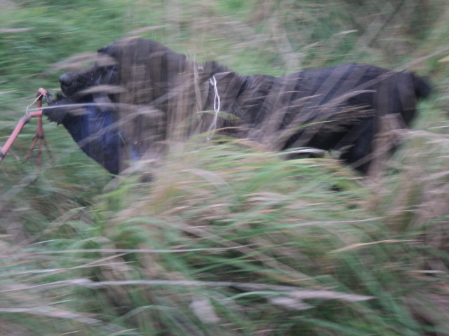 Name:  picture 01 5453.jpg
Views: 273
Size:  161.1 KB