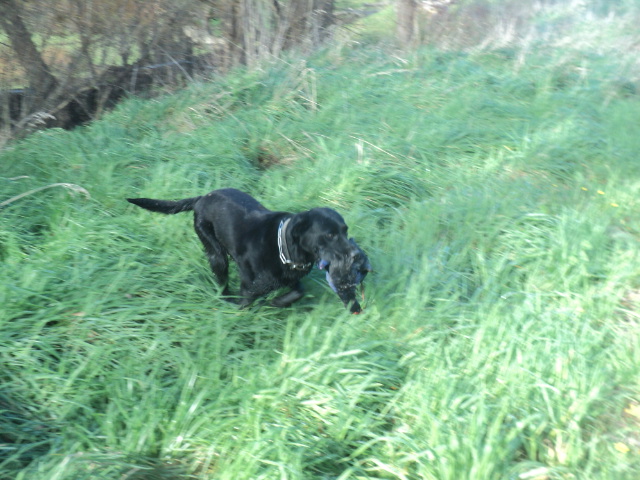 Name:  picture 01 5456.jpg
Views: 238
Size:  162.5 KB