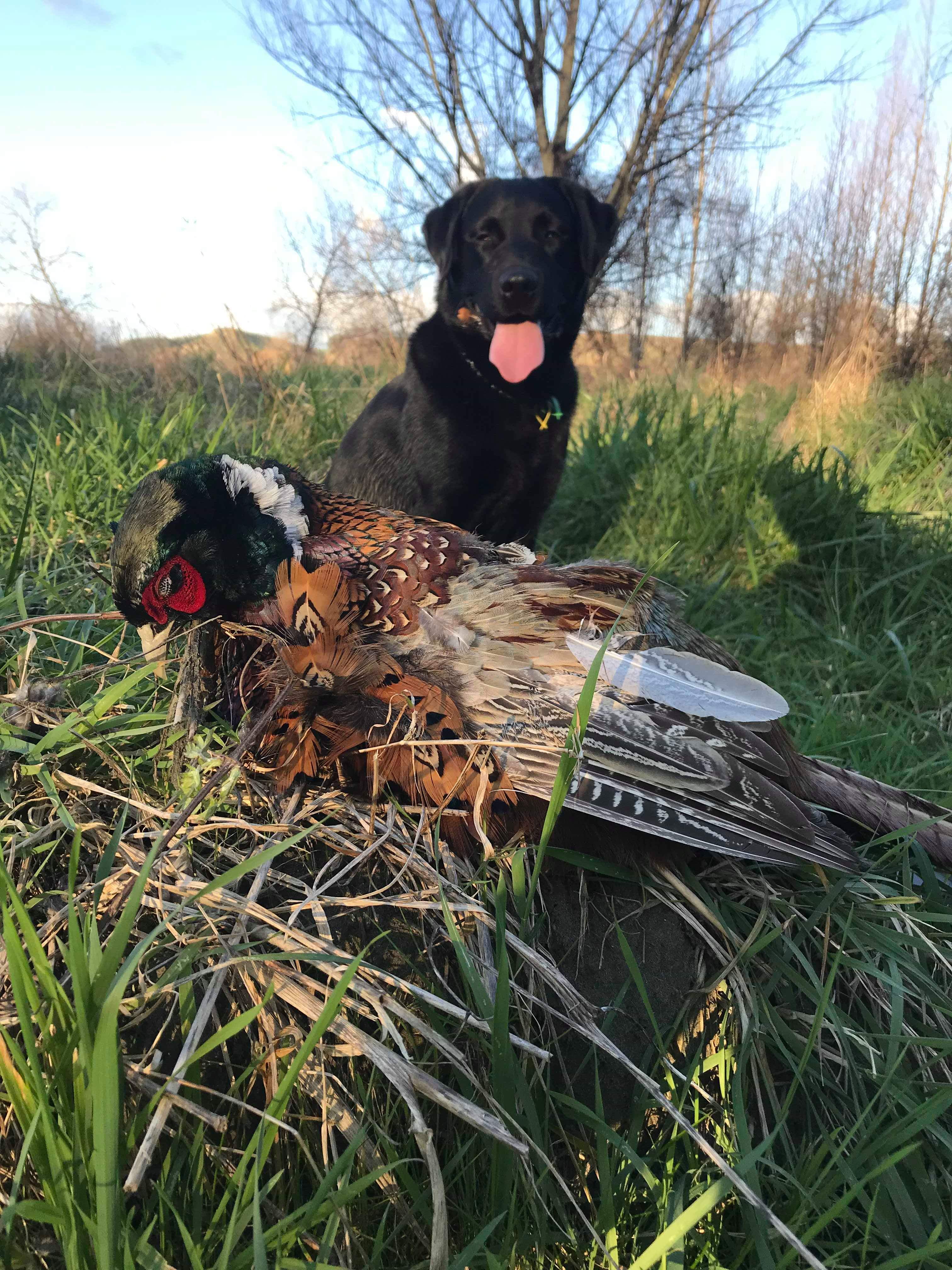 Name:  pheasant 02.jpeg
Views: 427
Size:  1.23 MB