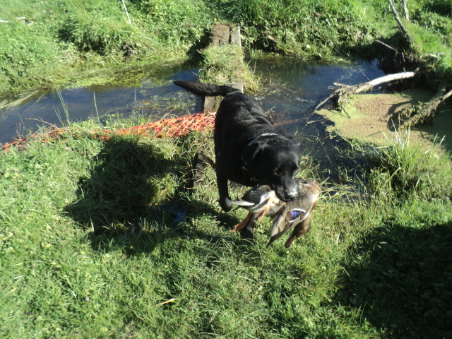 Name:  picture 01 5472.jpg
Views: 199
Size:  164.8 KB