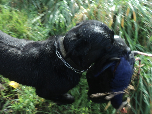 Name:  picture 01 5496.jpg
Views: 321
Size:  163.0 KB