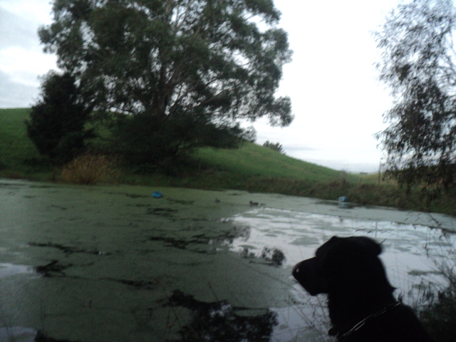 Name:  picture 01 5501.jpg
Views: 343
Size:  162.2 KB