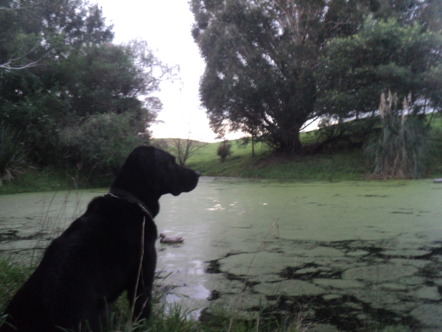 Name:  picture 01 5500.jpg
Views: 333
Size:  164.7 KB