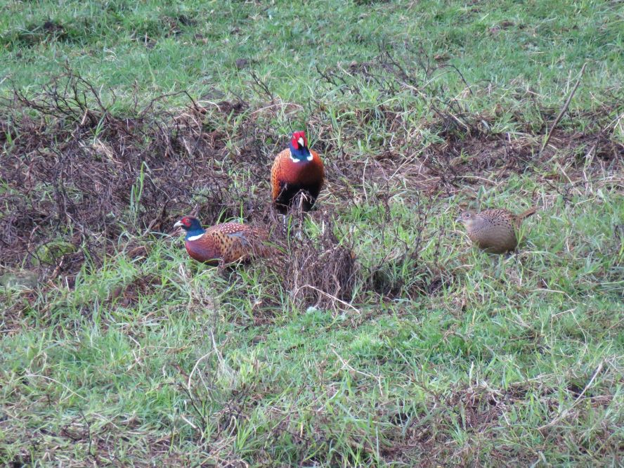 Name:  IMG_5093 2.JPG
Views: 217
Size:  203.0 KB