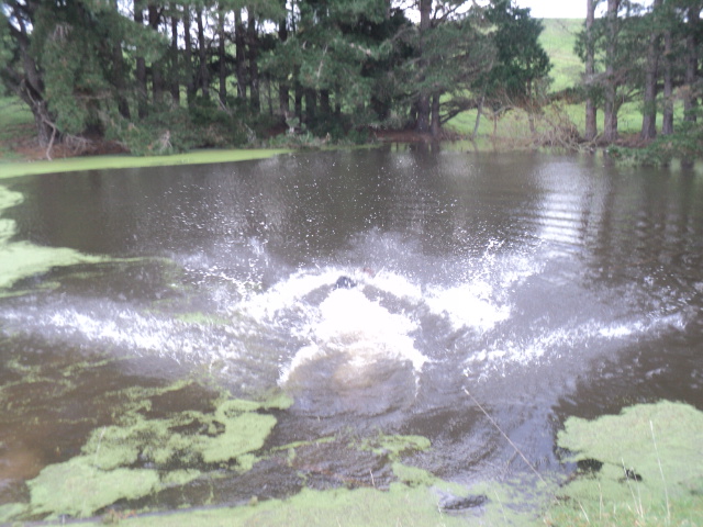 Name:  picture 01 5598.jpg
Views: 193
Size:  163.0 KB