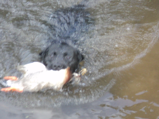 Name:  picture 01 5603.jpg
Views: 206
Size:  161.9 KB