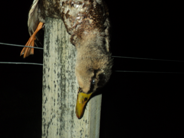 Name:  picture 01 5620.jpg
Views: 184
Size:  165.2 KB