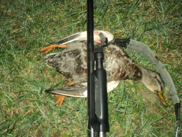 Name:  picture 01 5622.jpg
Views: 200
Size:  163.8 KB