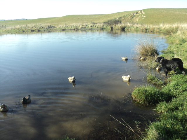 Name:  picture 01 5643.jpg
Views: 454
Size:  165.0 KB
