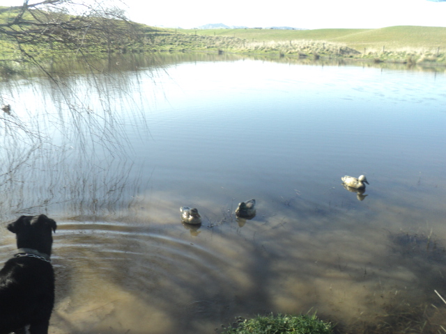 Name:  picture 01 5642.jpg
Views: 440
Size:  159.0 KB
