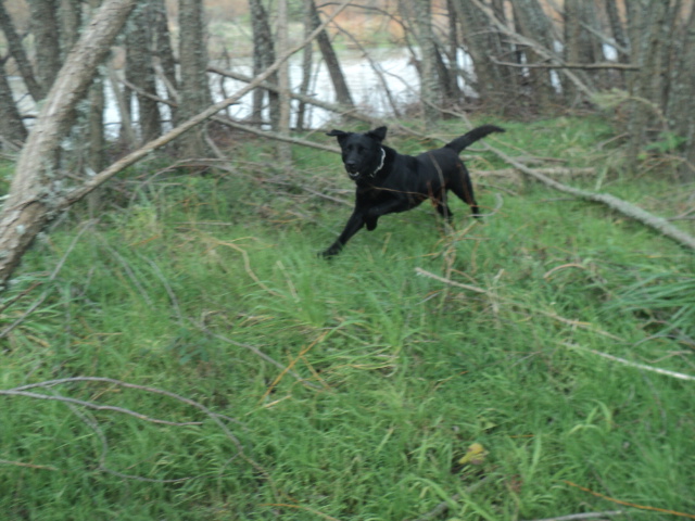 Name:  picture 01 5700.jpg
Views: 290
Size:  164.6 KB