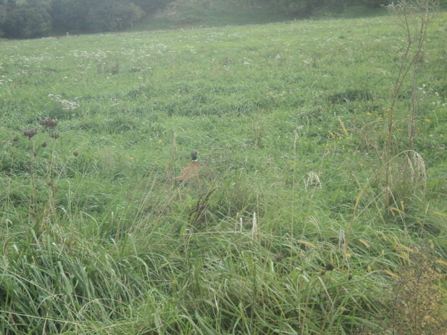 Name:  picture 01 5272.jpg
Views: 309
Size:  164.8 KB